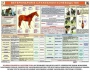 Комплект плакатов "Служебное коневодство" - fgospostavki.ru - Уссурийск