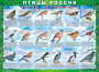 Комплект таблиц "Птицы России (4 листа)" (100х140 сантиметров, винил) - fgospostavki.ru - Уссурийск