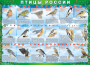 Комплект таблиц "Птицы России (4 листа)" (100х140 сантиметров, винил) - fgospostavki.ru - Уссурийск