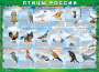 Комплект таблиц "Птицы России (4 листа)" (100х140 сантиметров, винил) - fgospostavki.ru - Уссурийск