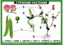 Комплект таблиц "Ознакомление с окружающим миром 1-4 класс" - fgospostavki.ru - Уссурийск